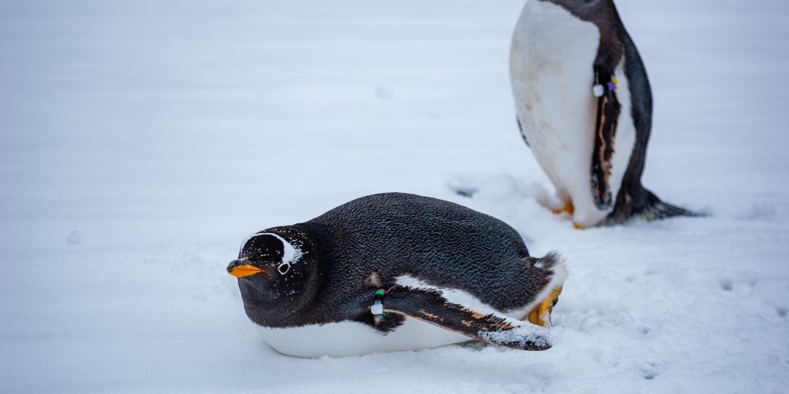 Dos pingüinos sobre la nieve, uno recostado en primer plano y otro de pie al fondo