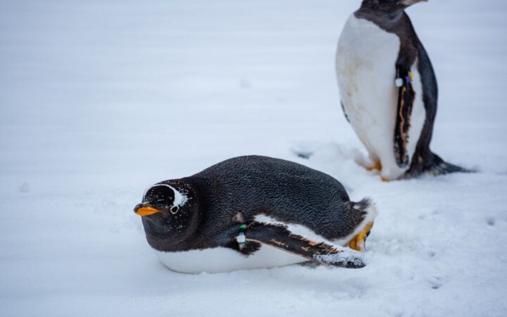 Dos pingüinos sobre la nieve, uno recostado en primer plano y otro de pie al fondo